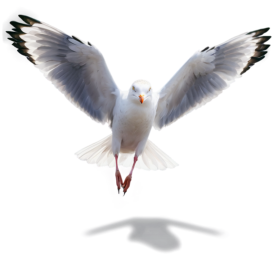 Seagull Wings Spread Png Lrv50 PNG Image