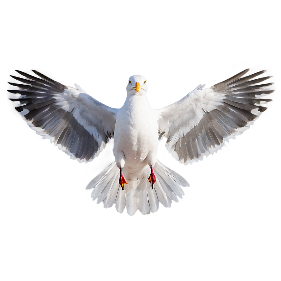 Seagull Wings Spread Png Rit PNG Image