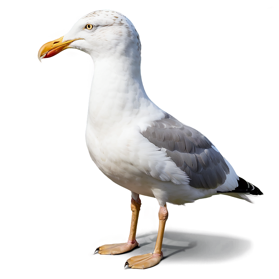 Seagull With Bread Png Xnt39 PNG Image