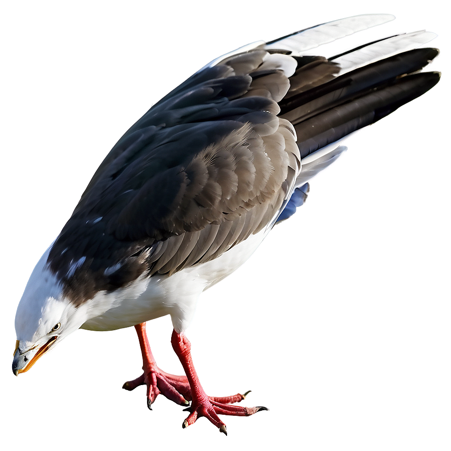 Seagull With Wings Tucked Png 20 PNG Image