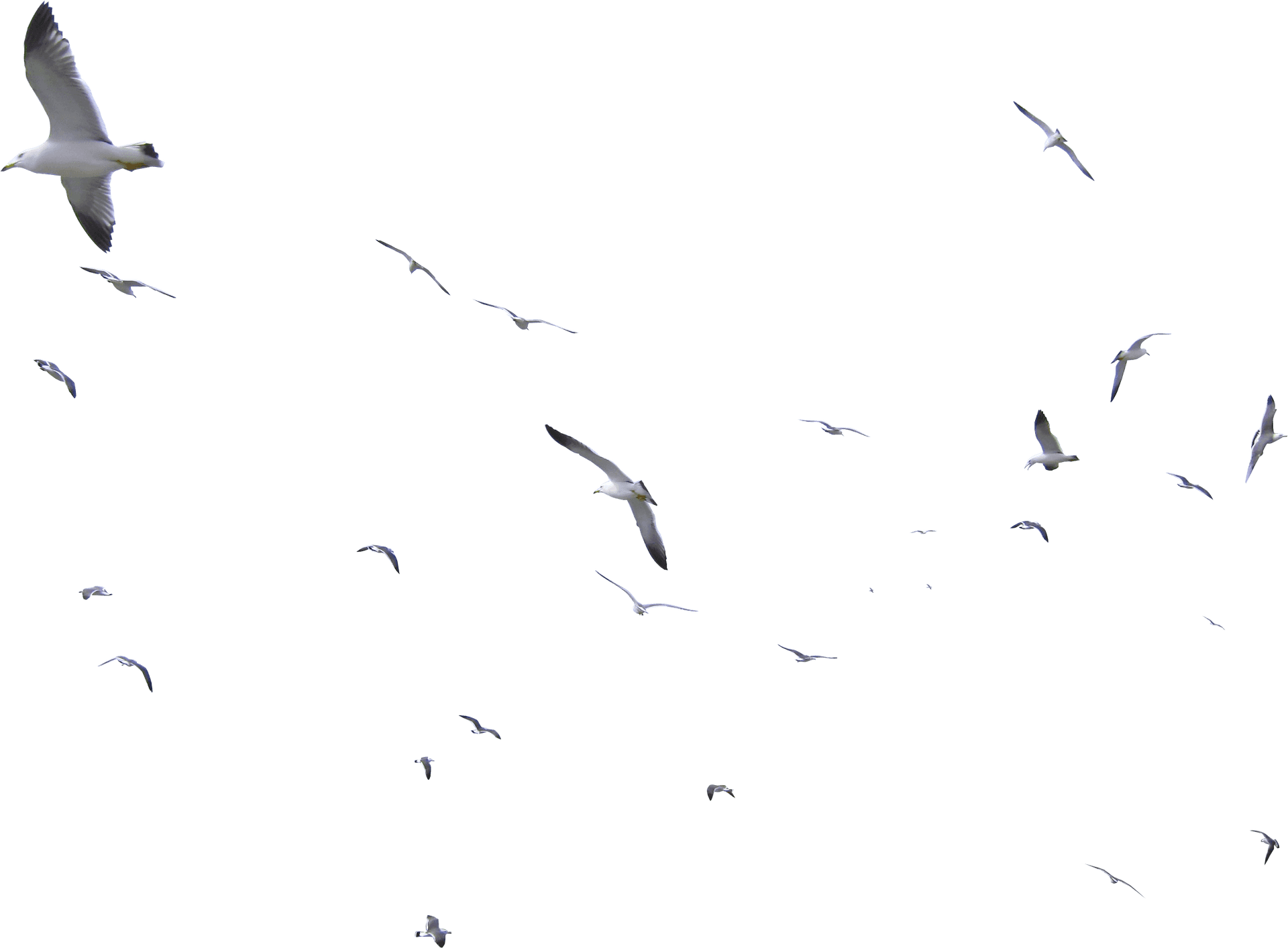 Seagulls Gliding Across Blue Sky PNG Image