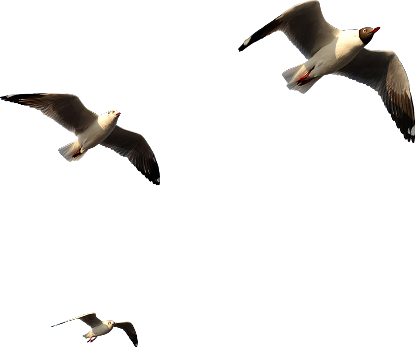 Seagullsin Flight PNG Image