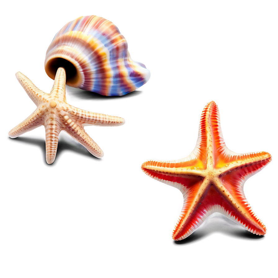 Seashell And Starfish Clipart Png 06262024 PNG Image