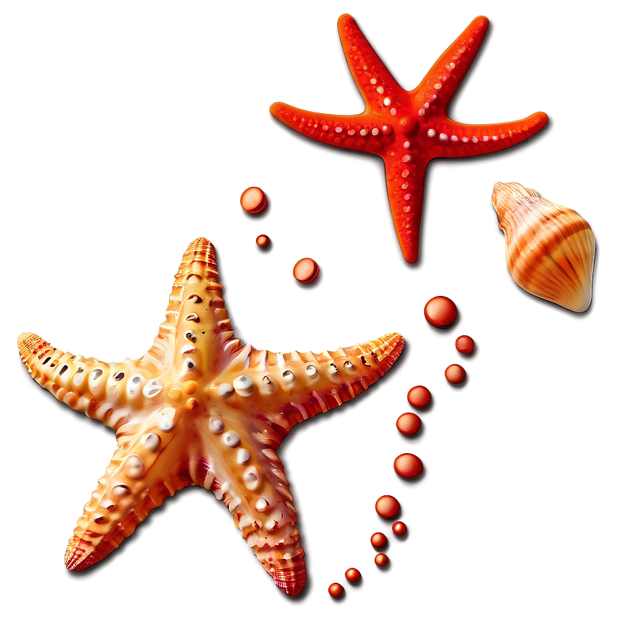 Seashell And Starfish Clipart Png Rld PNG Image