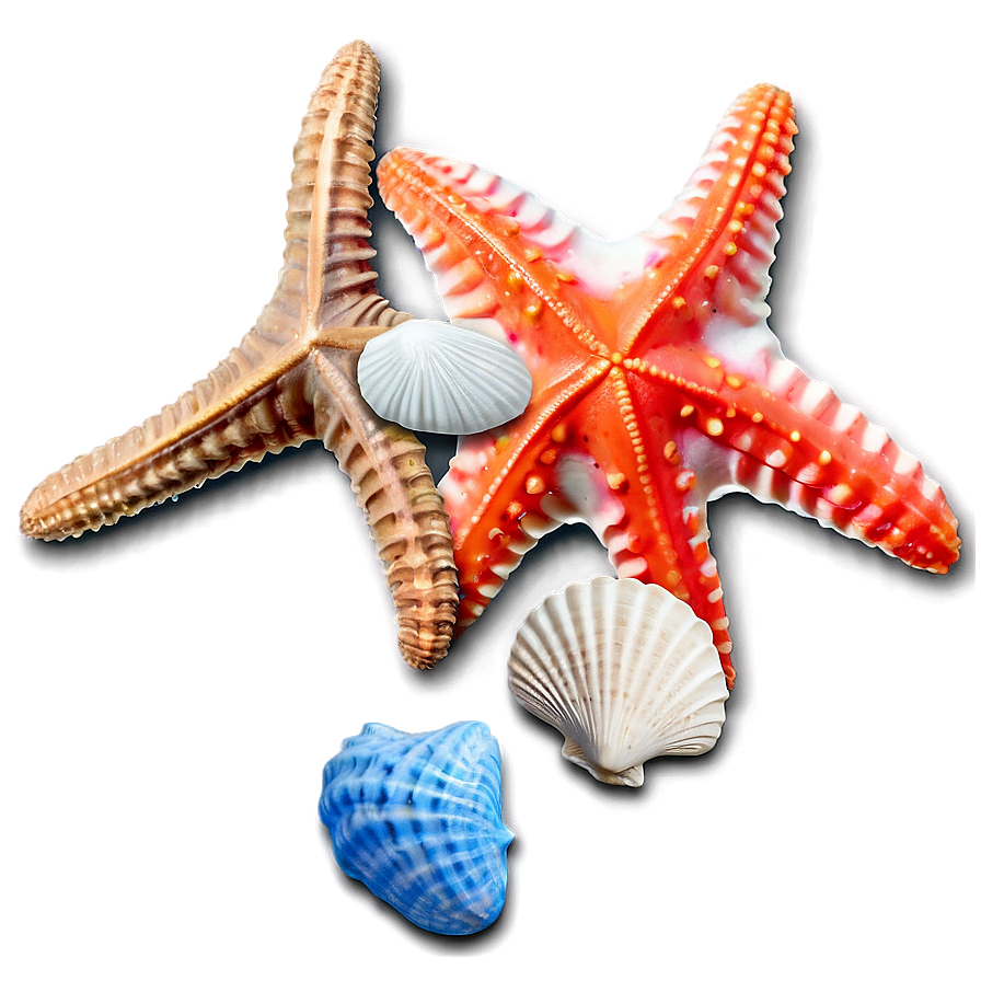 Seashell And Starfish Png 05242024 PNG Image