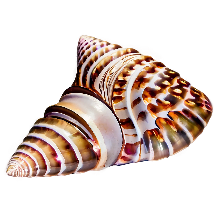 Seashell Bathroom Decor Png Wik7 PNG Image