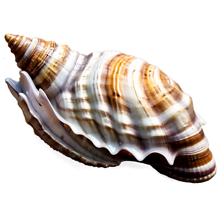 Seashell Boho Chic Style Png Elc PNG Image