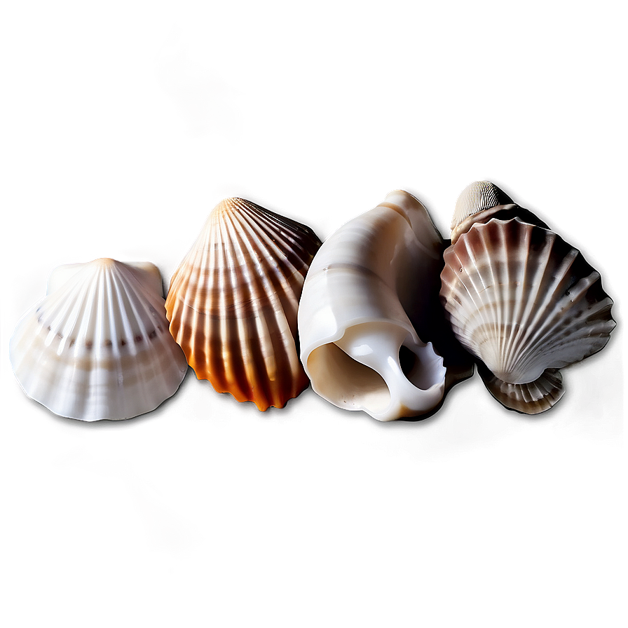 Seashell Icon Set Png 78 PNG Image