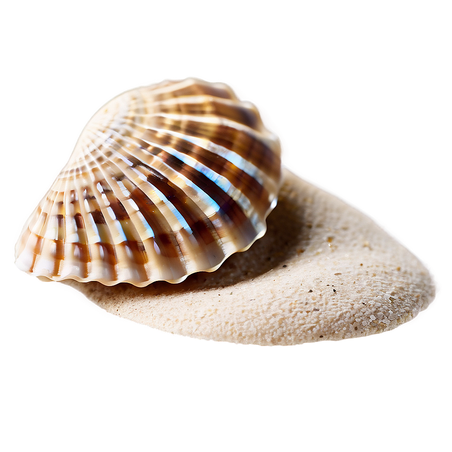 Seashell On Beach Sand Png 05242024 PNG Image