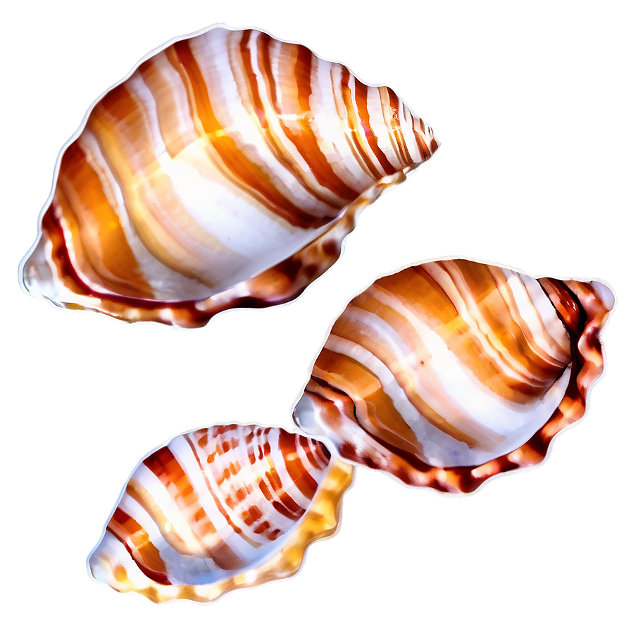 Seashell Pattern Clipart Png Jpt83 PNG Image