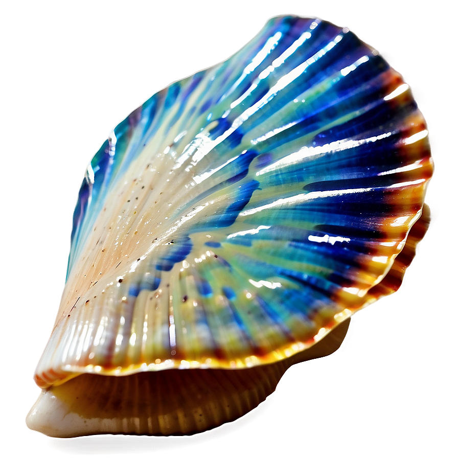 Seashell Scallop Design Png 24 PNG Image