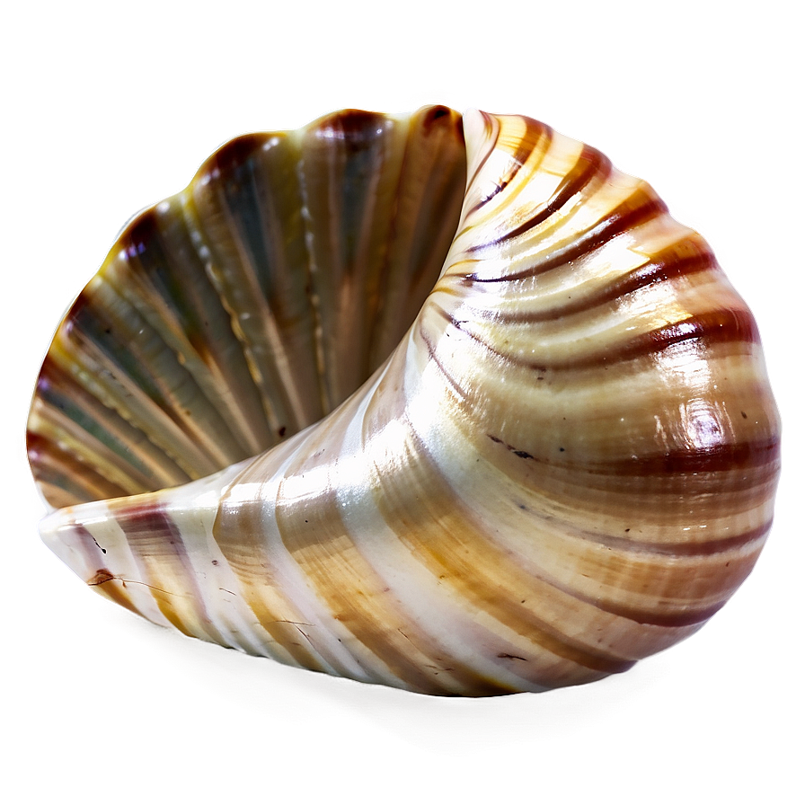 Seashell Transparent Background Png 05242024 PNG Image