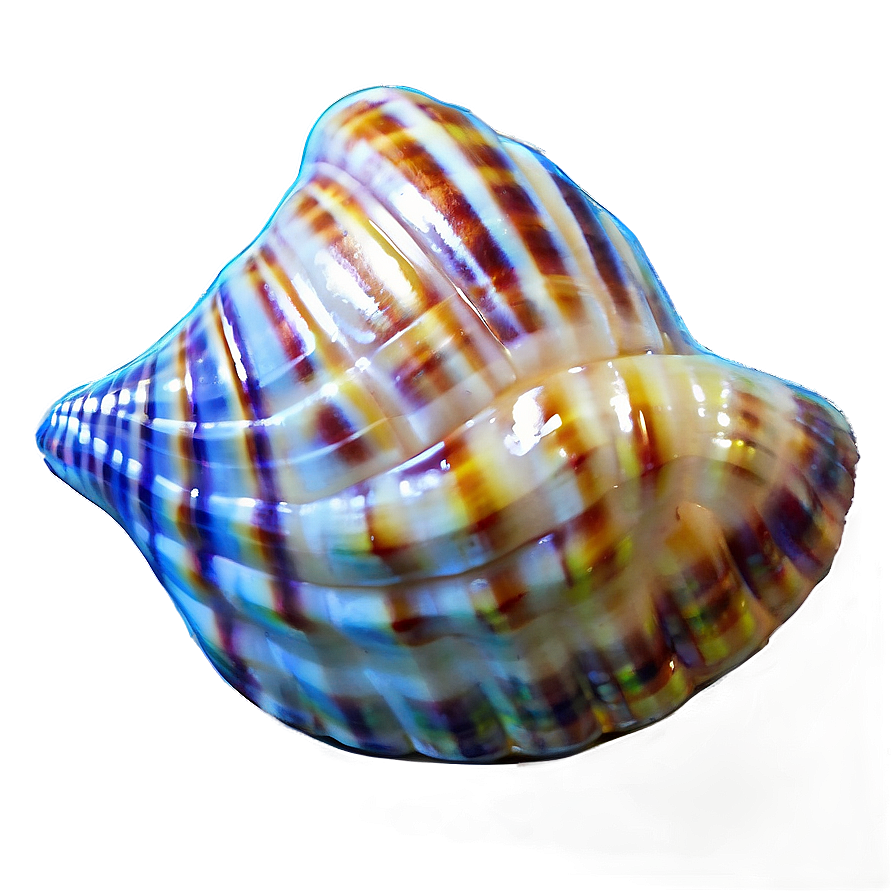 Seashell Transparent Background Png 47 PNG Image