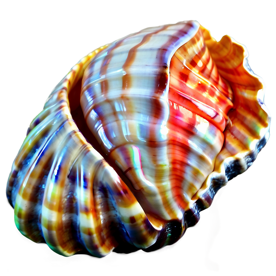 Seashell With Coral Png 60 PNG Image