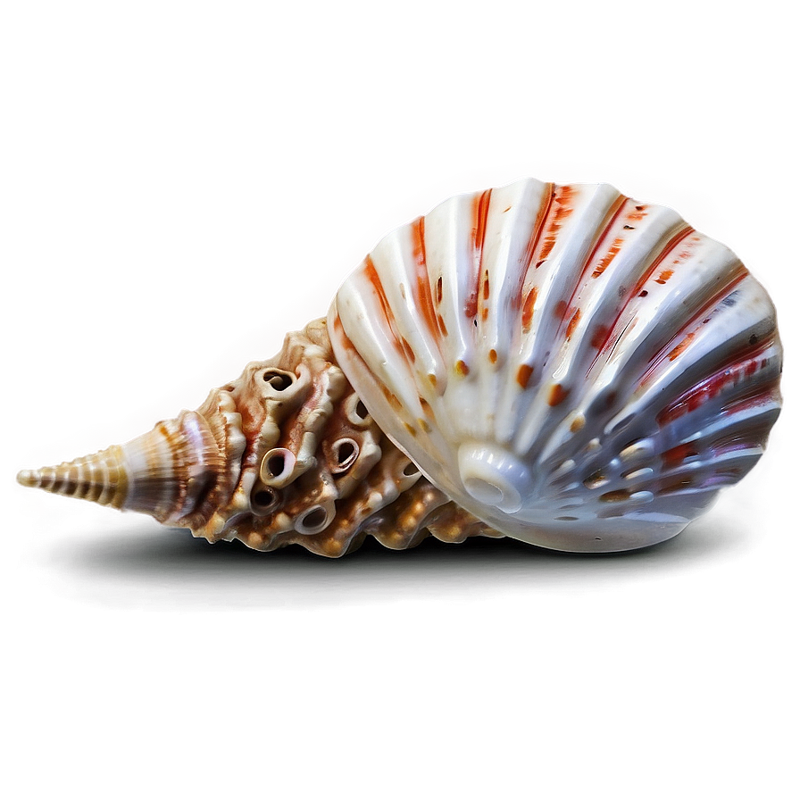 Seashell With Coral Png Cvg PNG Image