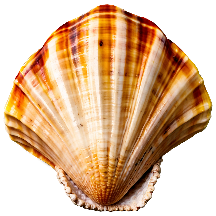 Seashell With Ocean Background Clipart Png 47 PNG Image