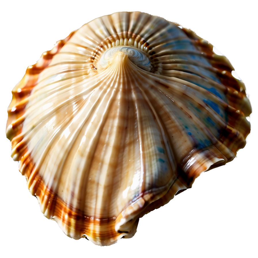 Seashell With Ocean Background Clipart Png Kam71 PNG Image