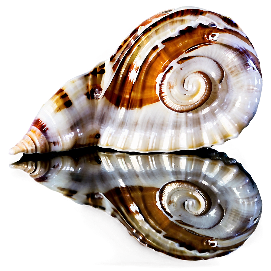 Seashell With Reflection Png 05212024 PNG Image