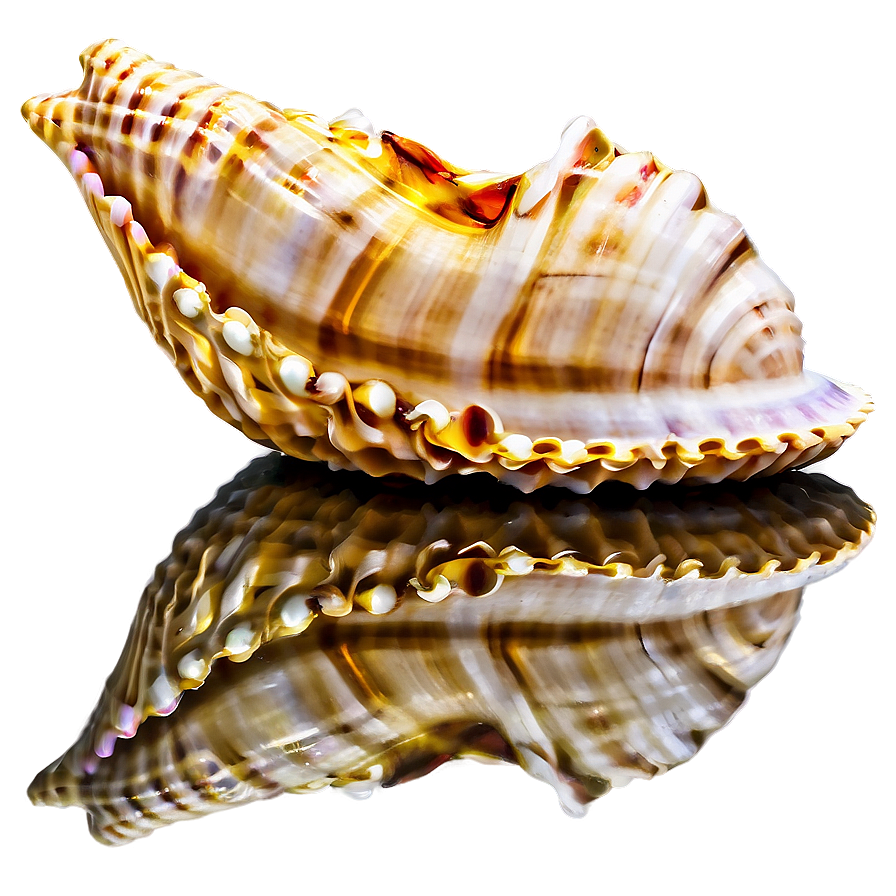 Seashell With Reflection Png 05212024 PNG Image