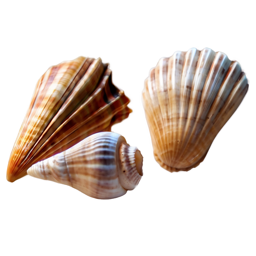 Seashells Clipart Png Syn30 PNG Image