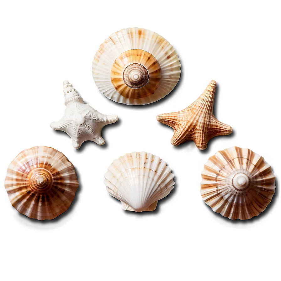 Seaside Shell Collection Png 52 PNG Image