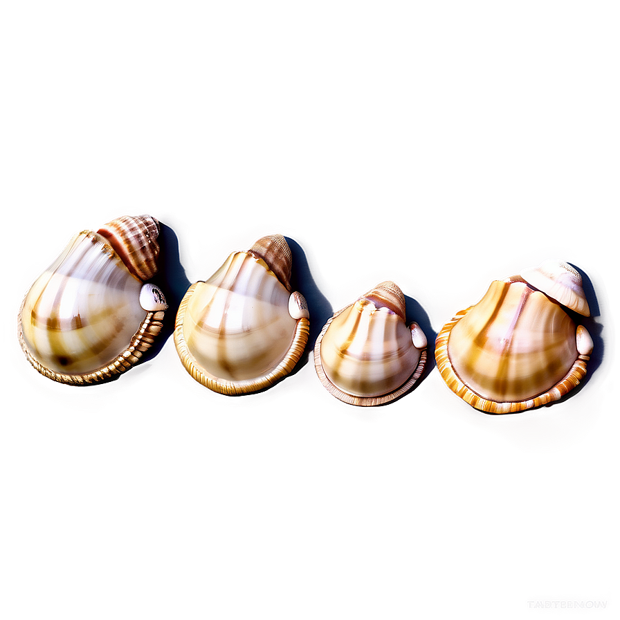 Seaside Shell Collection Png 85 PNG Image