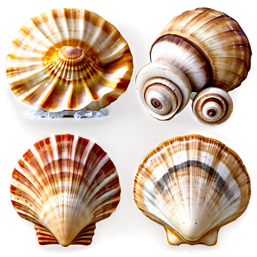 Seaside Shell Collection Png Kpb PNG Image