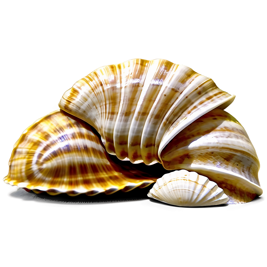 Seaside Shell Collection Png Tcq PNG Image