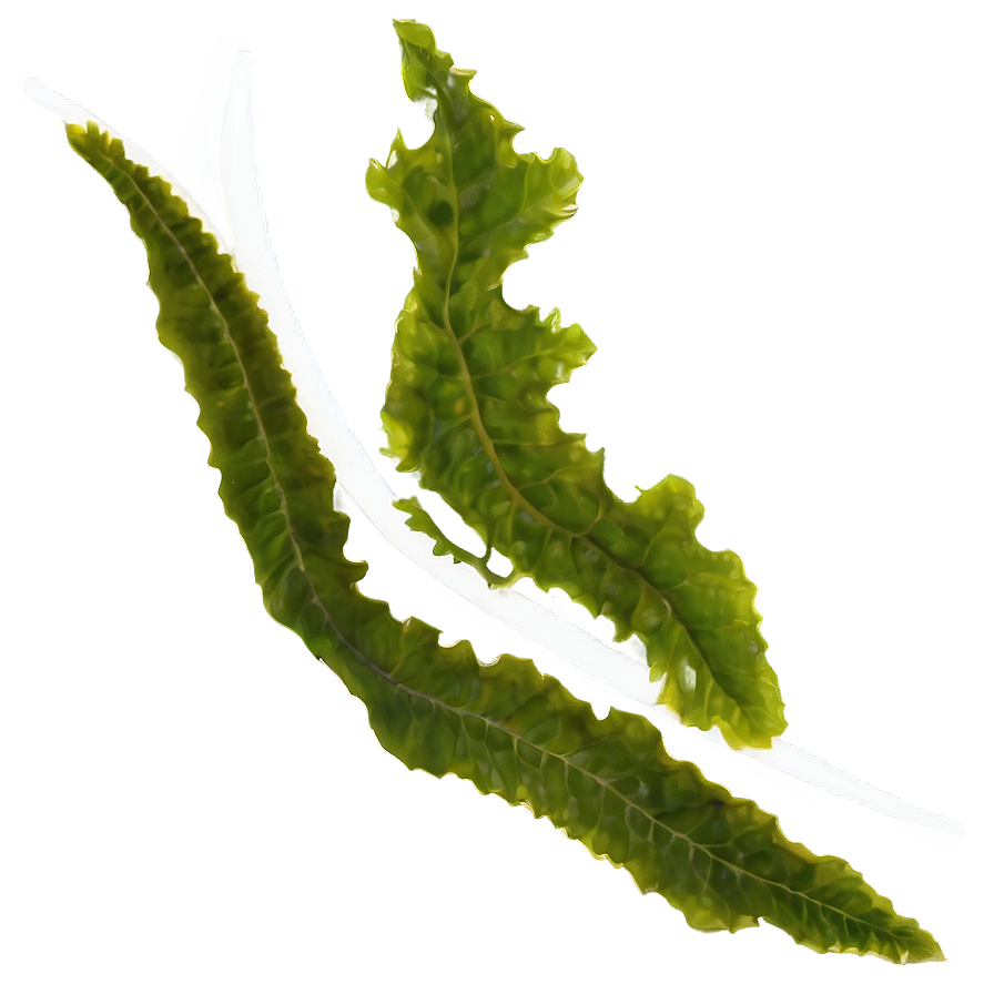 Seaweed Environmental Impact Png 05242024 PNG Image