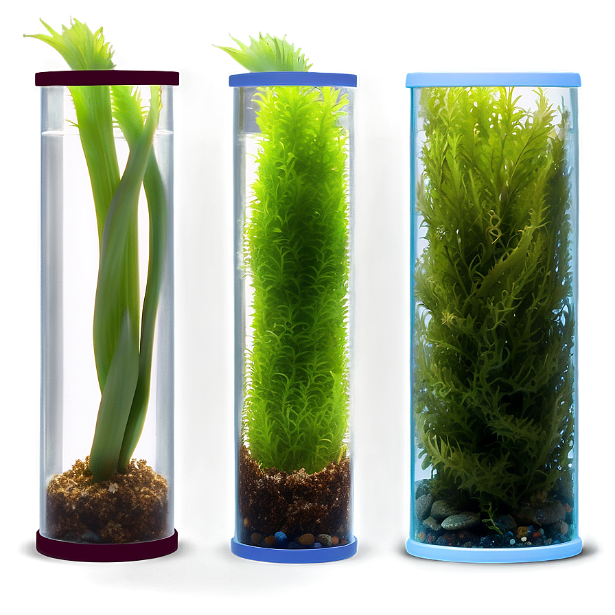 Seaweed In Aquarium Setting Png Gkc77 PNG Image