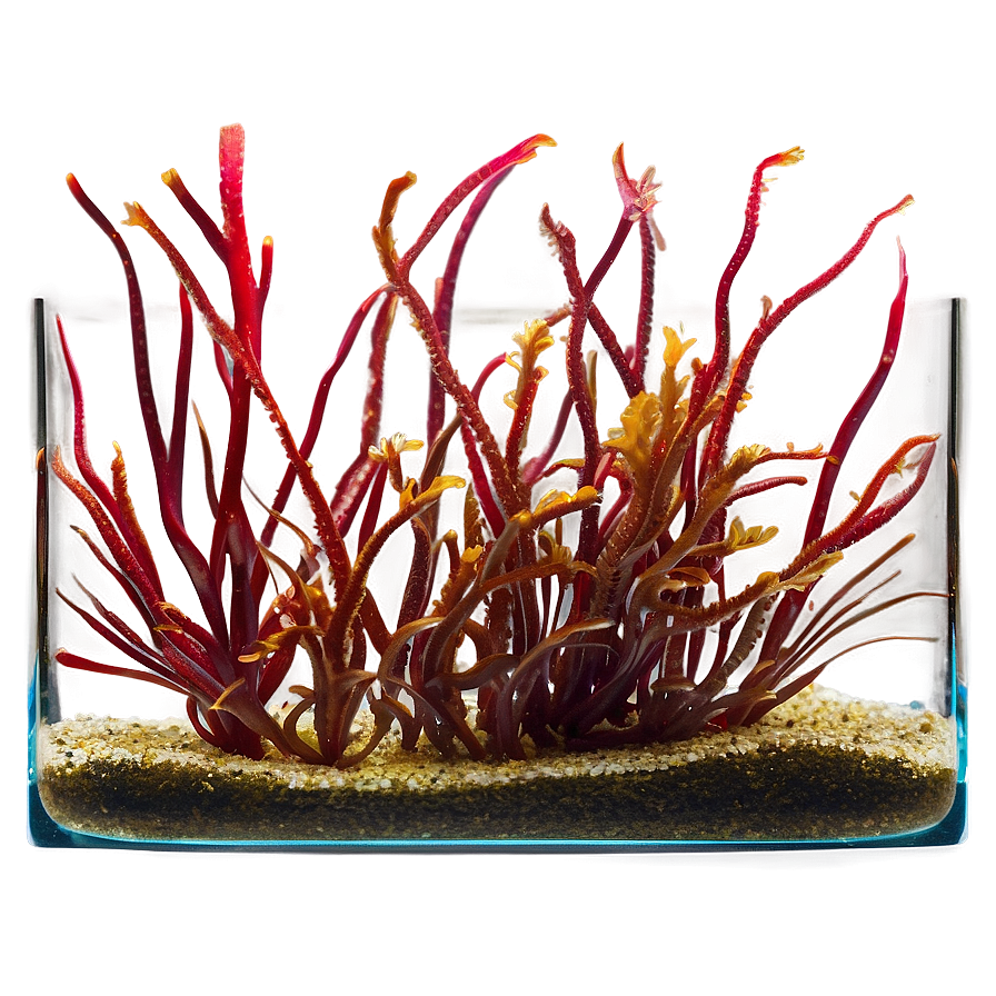 Seaweed In Aquarium Setting Png Kpb15 PNG Image