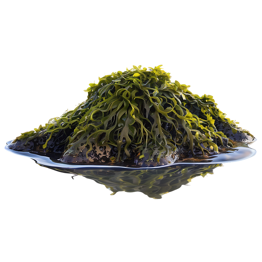 Seaweed In Rock Pool Png Cvk1 PNG Image