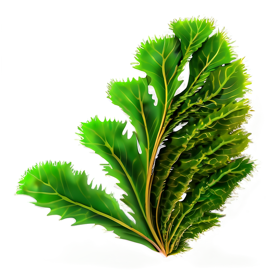 Seaweed Isolated Icon Png Puf28 PNG Image