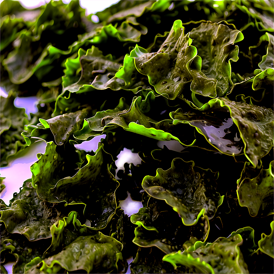 Seaweed Nutritional Benefits Png 70 PNG Image