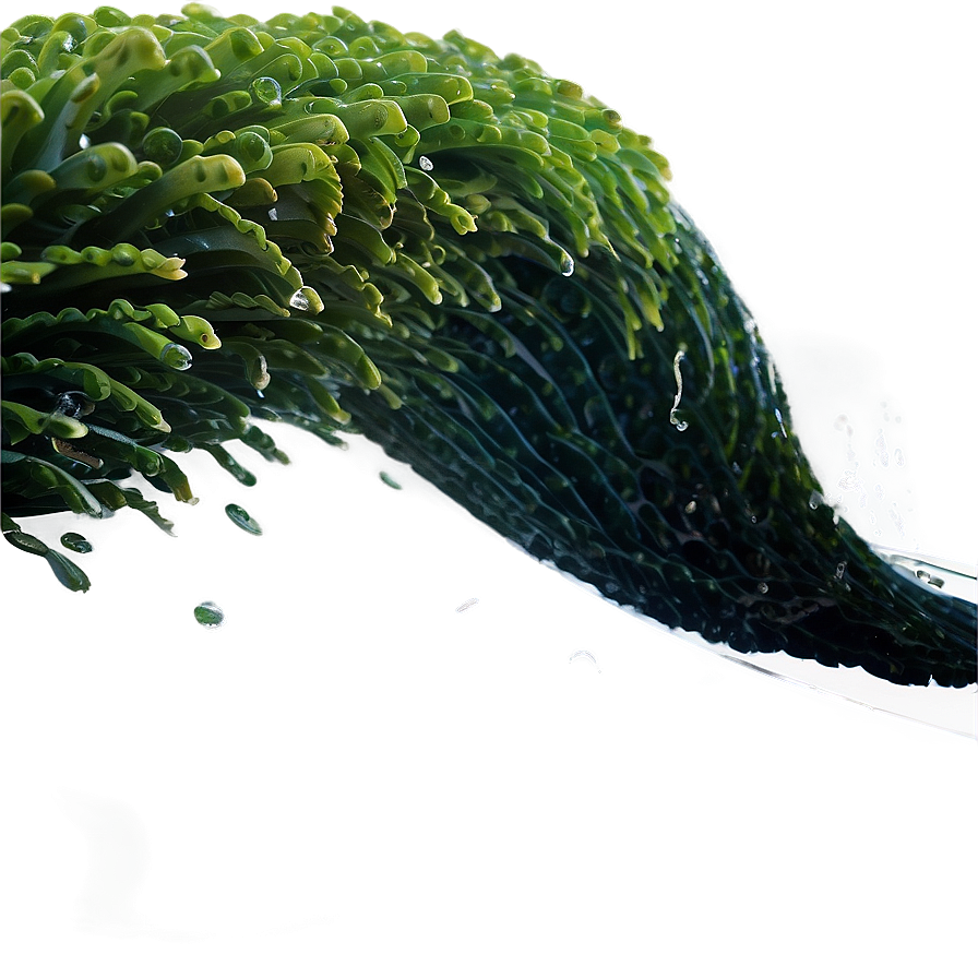 Seaweed Ocean Wave Png Ytd63 PNG Image