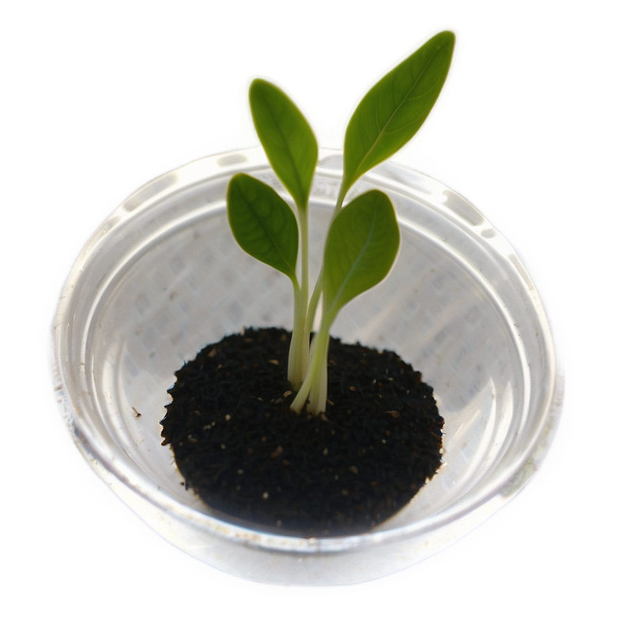 Seed Germination Sprout Png Pns97 PNG Image