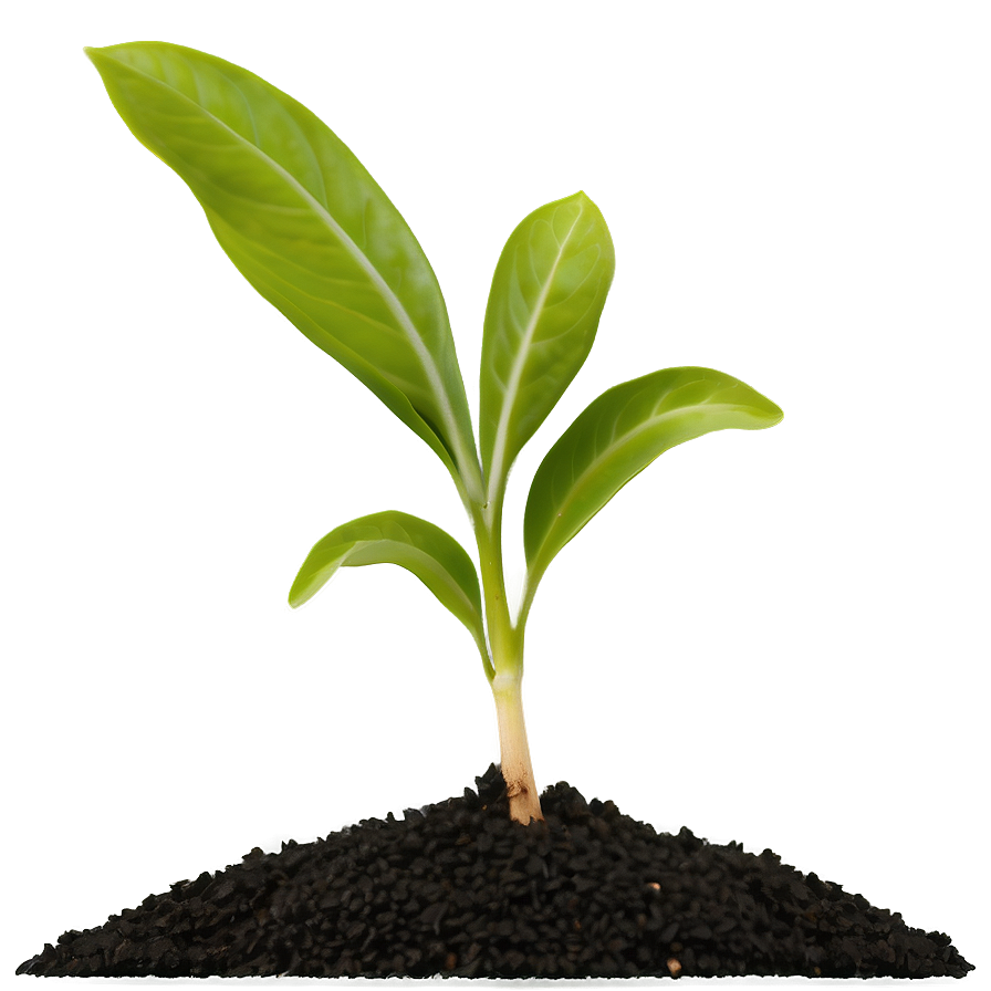 Seedling Plant Png Jsk5 PNG Image