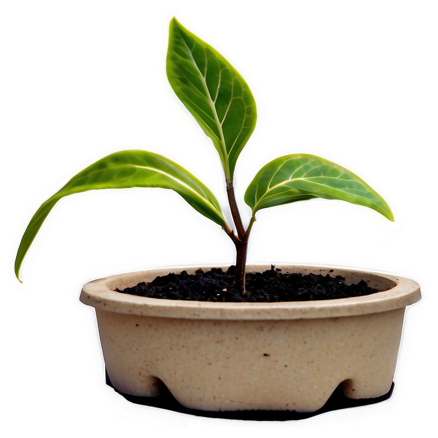 Seedling Plant Png Mtn PNG Image