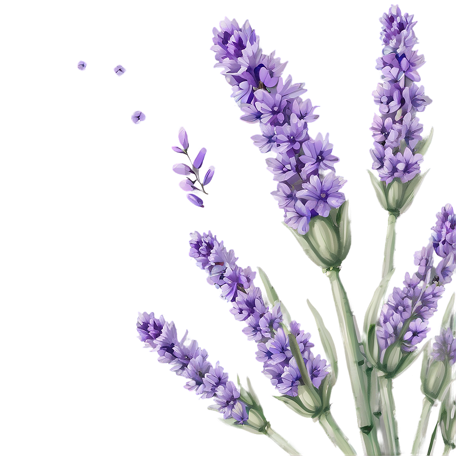 Serene Lavender Png 74 PNG Image