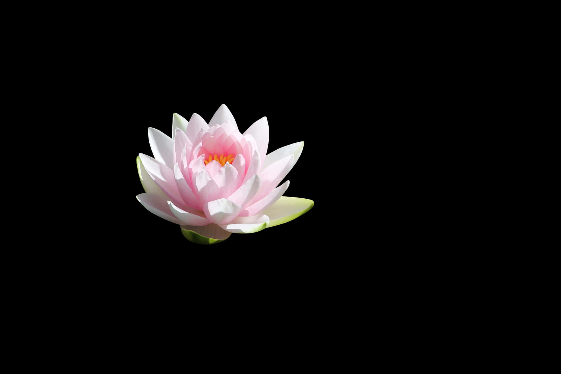 Serene Lotus Flower Black Background PNG Image