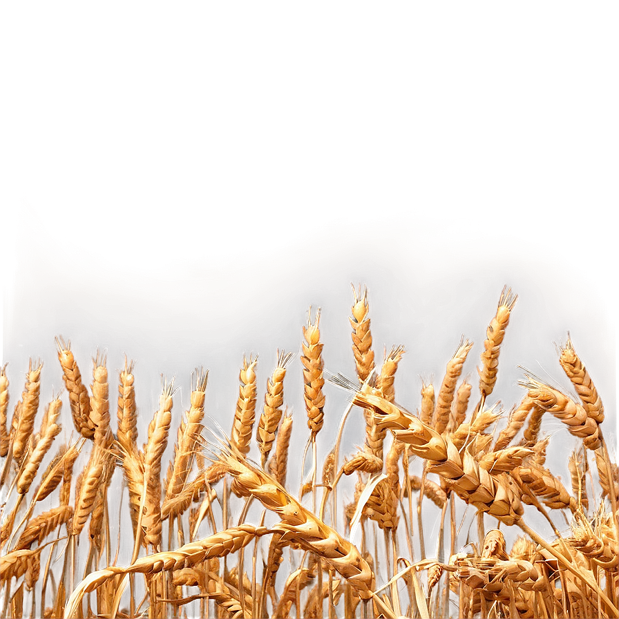 Serene Wheat Field Evening Png 21 PNG Image