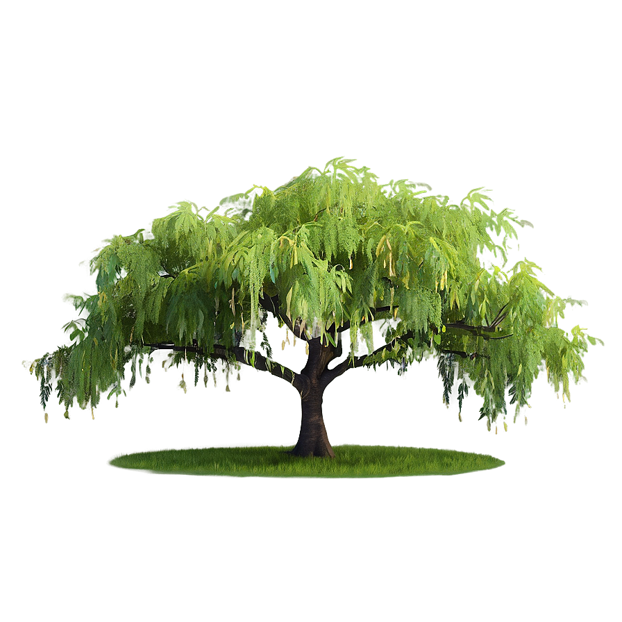 Serene Willow Trees Png 70 PNG Image