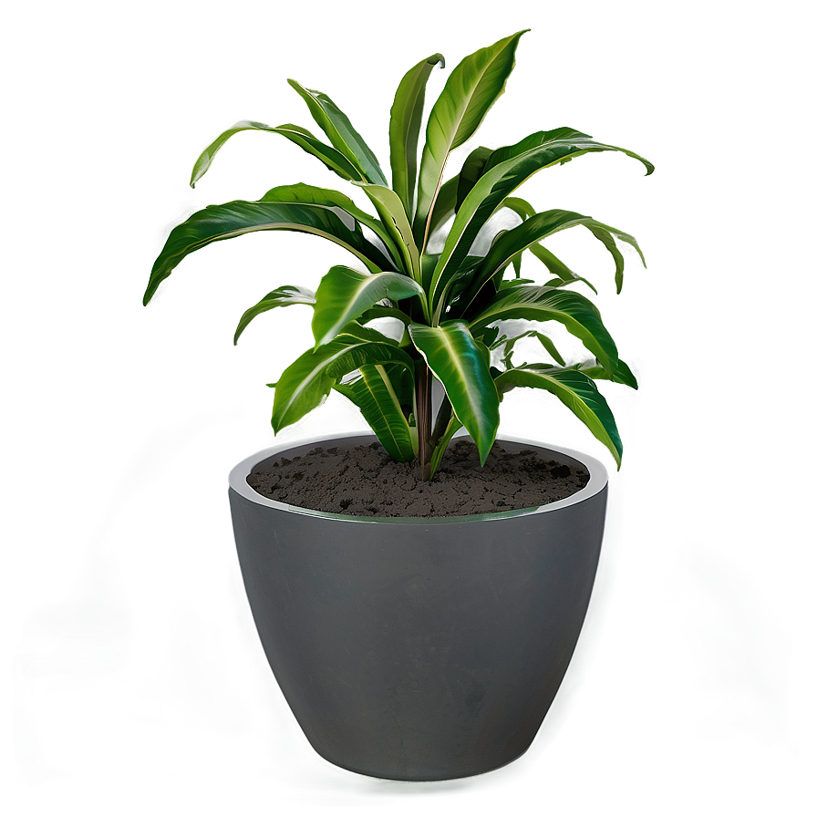 Shade Loving Plants Png 42 PNG Image