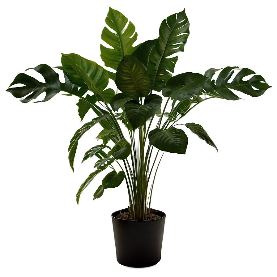 Shade Loving Plants Png Uaq PNG Image