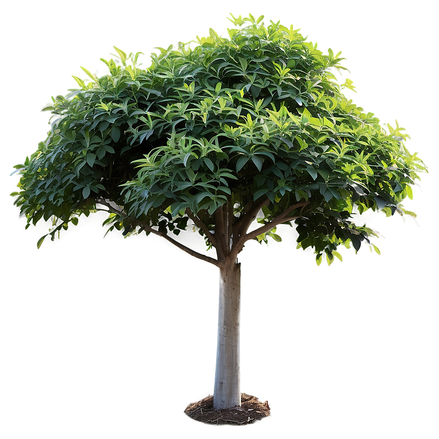 Shade Loving Shrubs Png 06122024 PNG Image