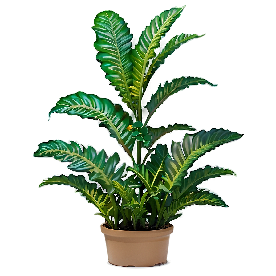 Shade Tolerant Plant Png 05032024 PNG Image