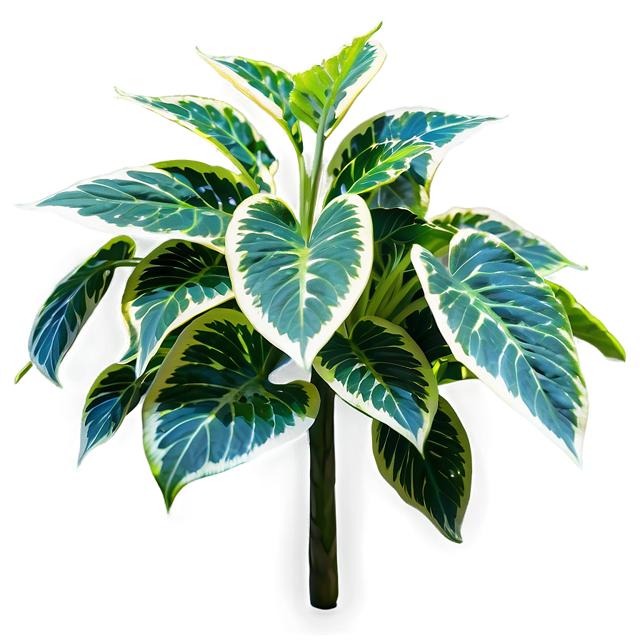 Shade Tolerant Plant Png 84 PNG Image