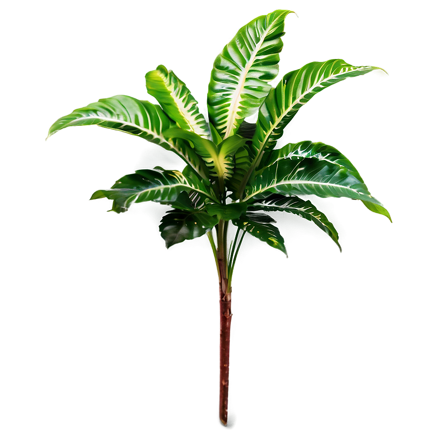 Shade Tolerant Plant Png Qpd PNG Image