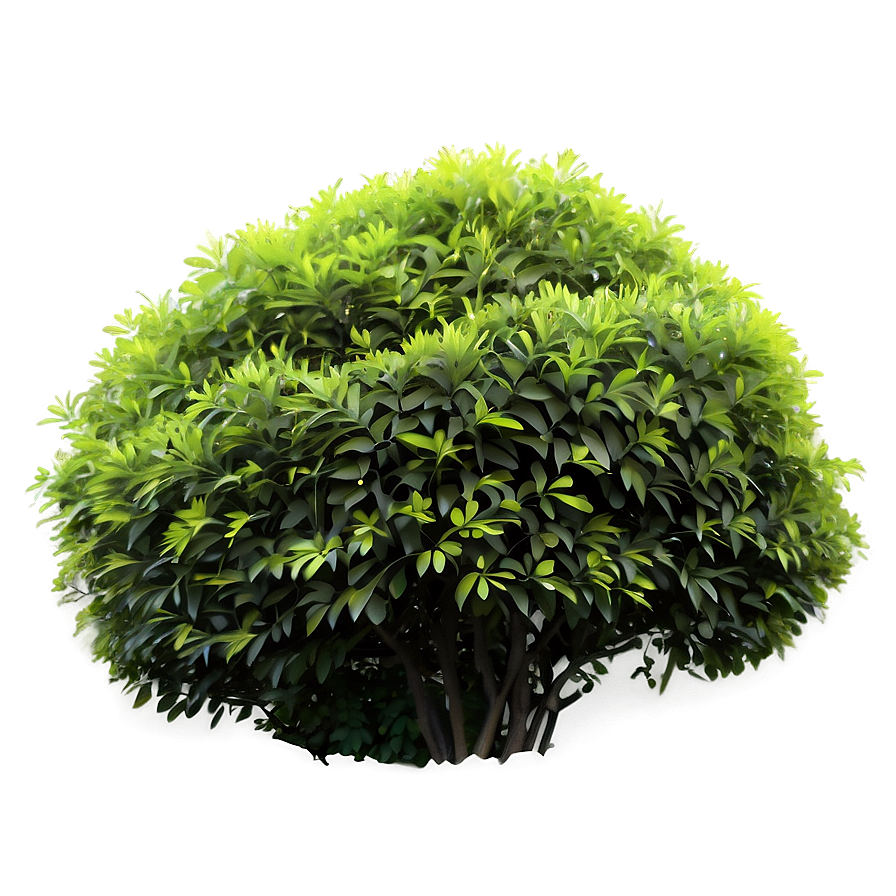 Shaded Bush Png 05252024 PNG Image