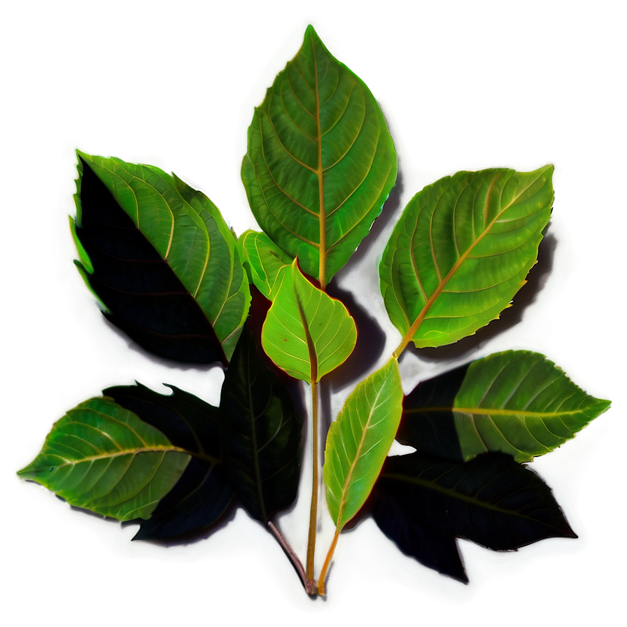 Shadow Leaves Png Luh PNG Image